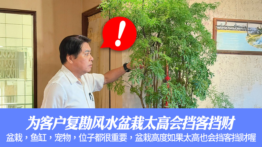 为客户复勘风水盆栽太高会挡客挡财#张定玮老师风水勘屿