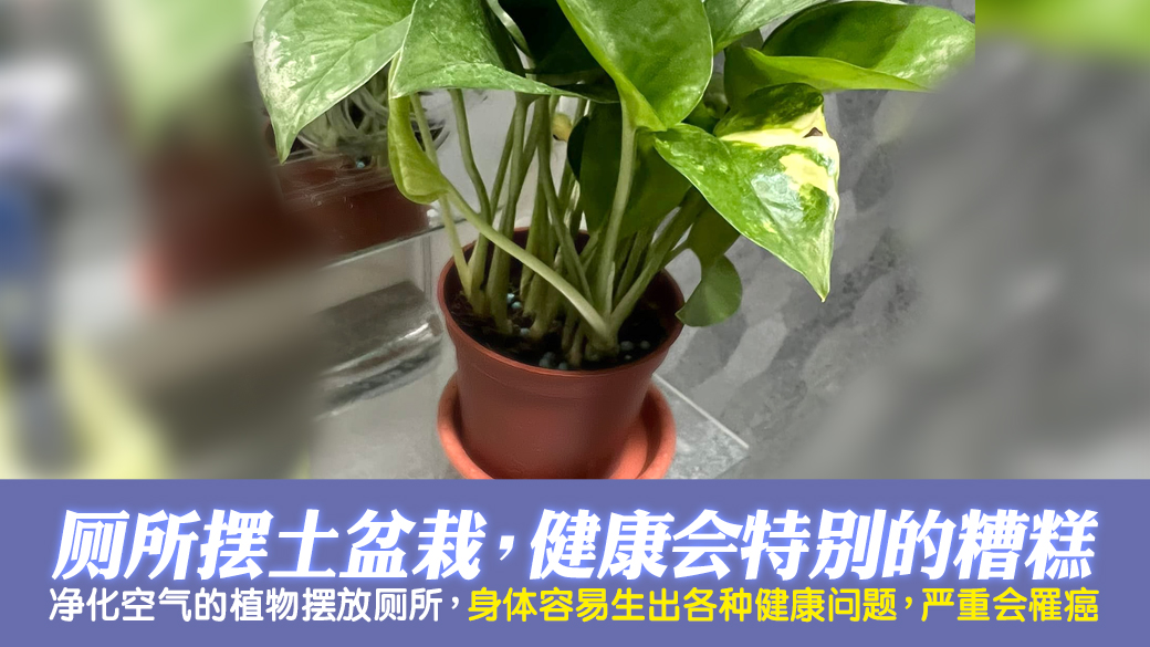 厕所放土盆栽健康会特别差---张定玮老师风水勘屿