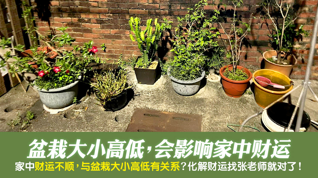 盆栽大小高低会影响财运---张定玮老师风水勘屿