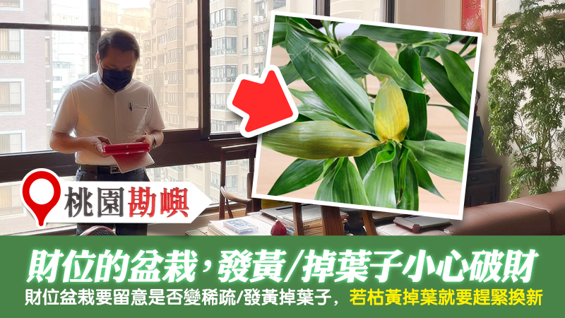 桃園-財位的盆栽發黃掉葉子會破財---張定瑋老師風水勘嶼