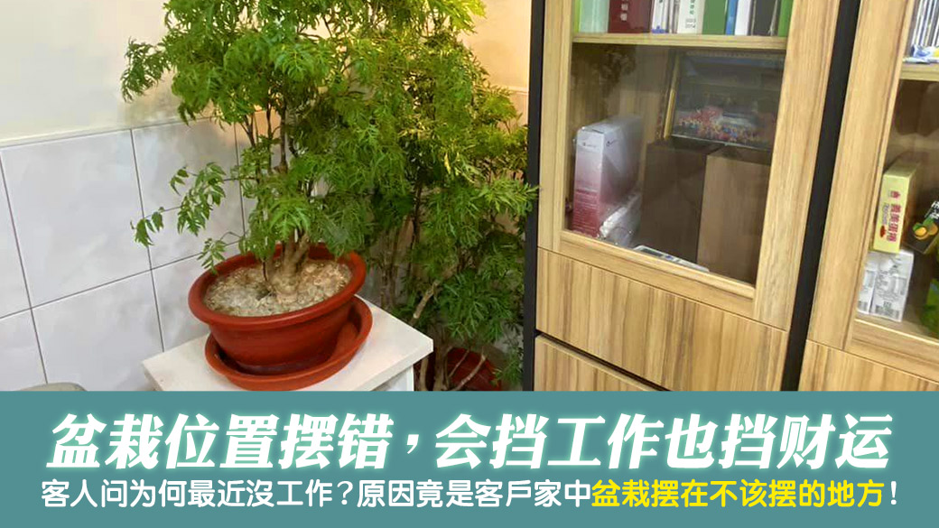 盆栽摆得越多越好吗？摆错位置会挡工作挡财运---张定玮老师