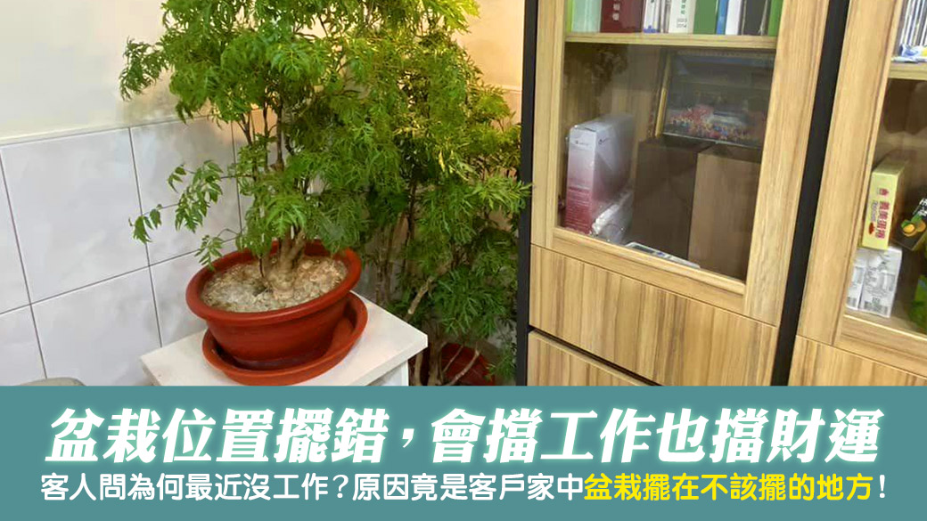 盆栽擺得越多越好嗎？擺錯位置會擋工作擋財運---張定瑋老師