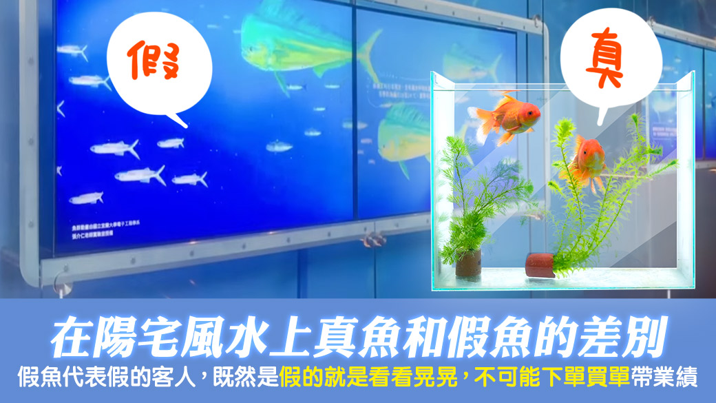 養魚可以用電子魚缸嗎？真魚假魚有什麼差異？張定瑋老師