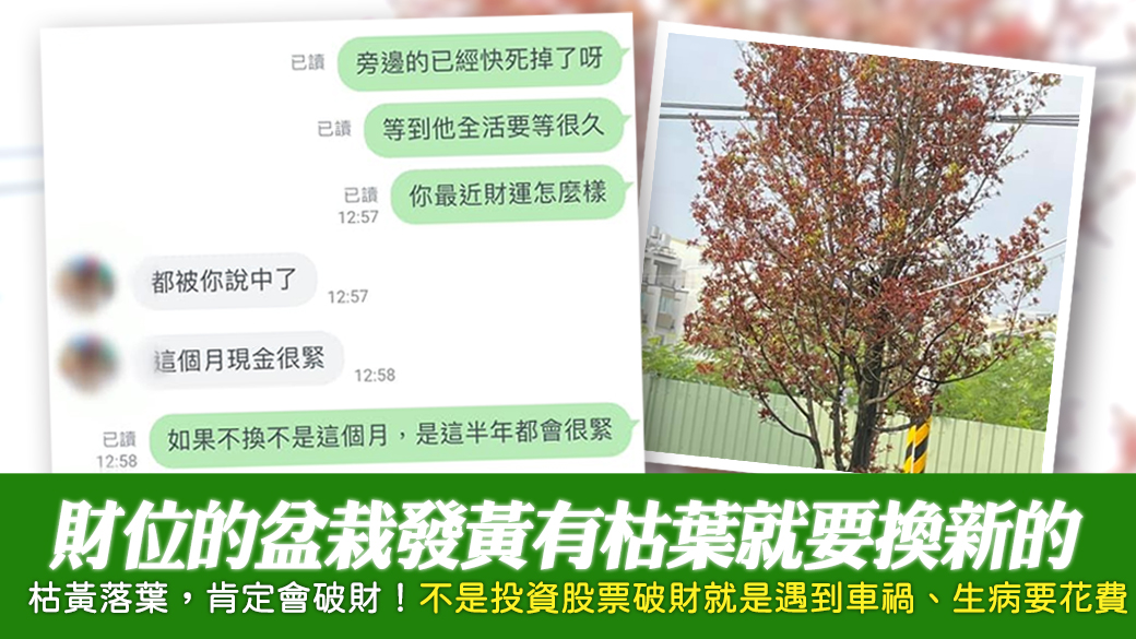 財位的盆栽發黃有枯葉有落葉就要換新的---張定瑋老師