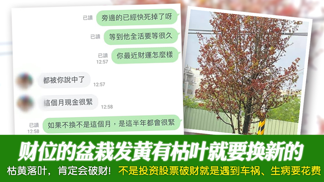 财位的盆栽发黄有枯叶有落叶就要换新的---张定玮老师