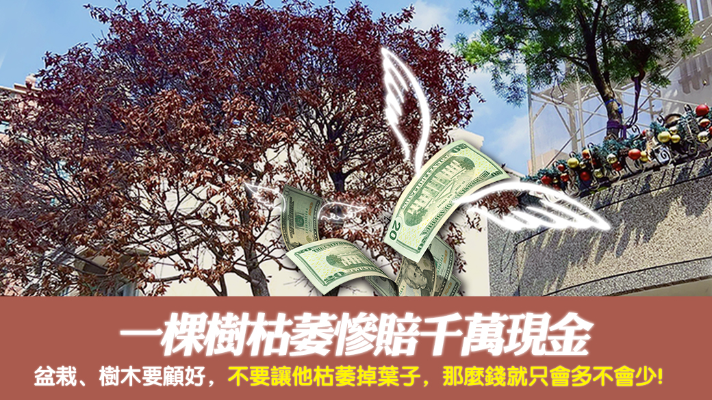 一棵樹枯萎慘賠千萬現金---張定瑋老師