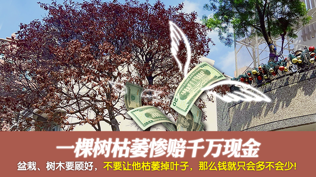 一棵树枯萎惨赔千万现金---张定玮老师