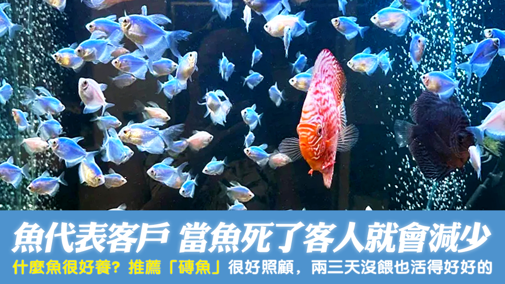 什麼魚很好養？魚代表客戶當魚死了客人就會減少---張定瑋老師