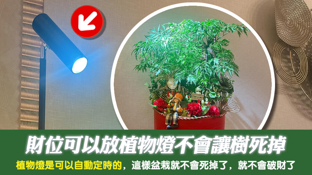 財位可以放植物燈不會讓樹死掉---張定瑋老師