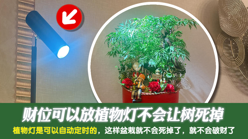 财位可以放植物灯不会让树死掉---张定玮老师