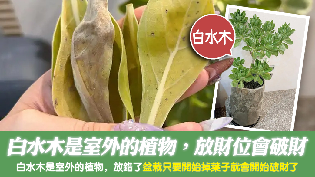 白水木是室外的植物，放財位會破財---張定瑋老師