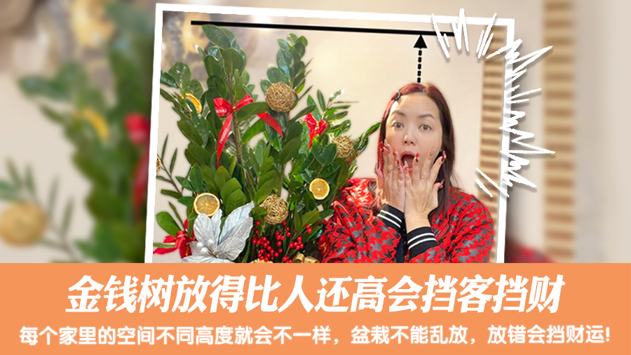 金錢樹放得比人還高會檔客檔財#陽宅陰宅風水堪輿張老師