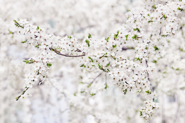 flowering-branch-fruit-tree-springtime_74947-575